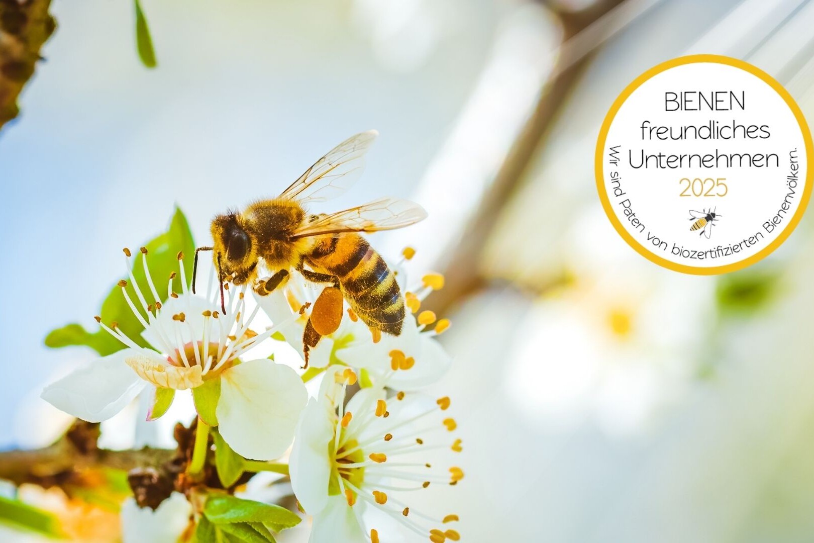 bienenschutz interzero bienenfink